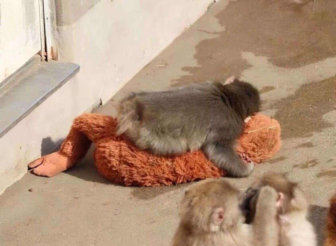 annesi-tarafindan-terk-edilen-yavru-maymun-teselliyi-oyuncakta-buldu