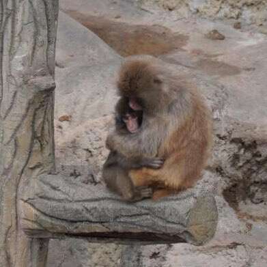 annesi-tarafindan-terk-edilen-yavru-maymun-teselliyi-oyuncakta-buldu