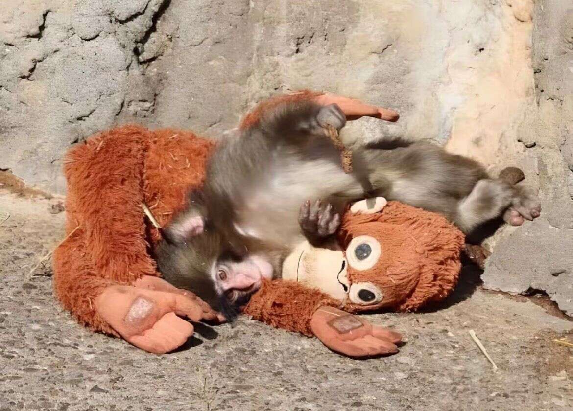 annesi-tarafindan-terk-edilen-yavru-maymun-teselliyi-oyuncakta-bulduannesi-tarafindan-terk-edilen-yavru-maymun-teselliyi-oyuncakta-buldu