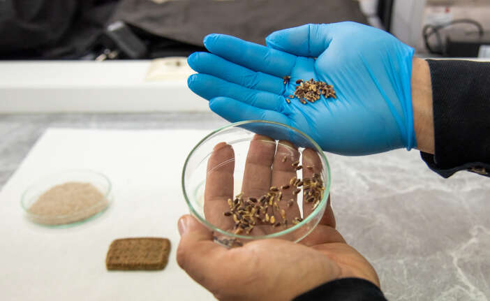 konyada-seker-hastaligi-alzheimer-ve-kansere-karsi-biskuvi-uretildi