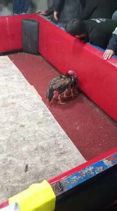 kanatli-hayvanlari-koruma-derneginden-horoz-dovusu-cikti