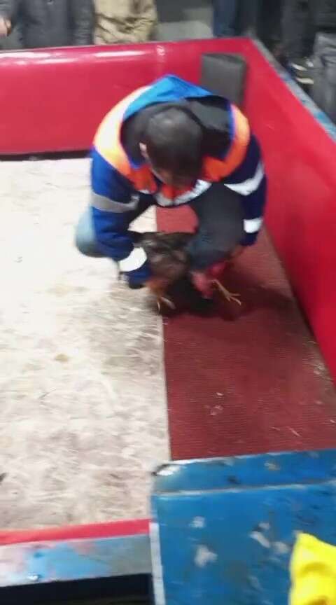 kanatli-hayvanlari-koruma-derneginden-horoz-dovusu-cikti