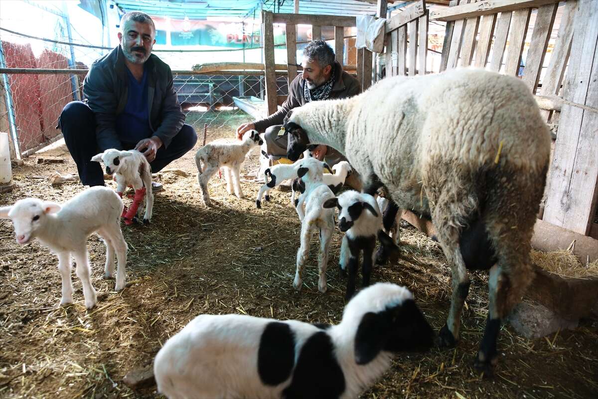 sakiz-koyunu-9-dogurdu-besici-de-inanamadi