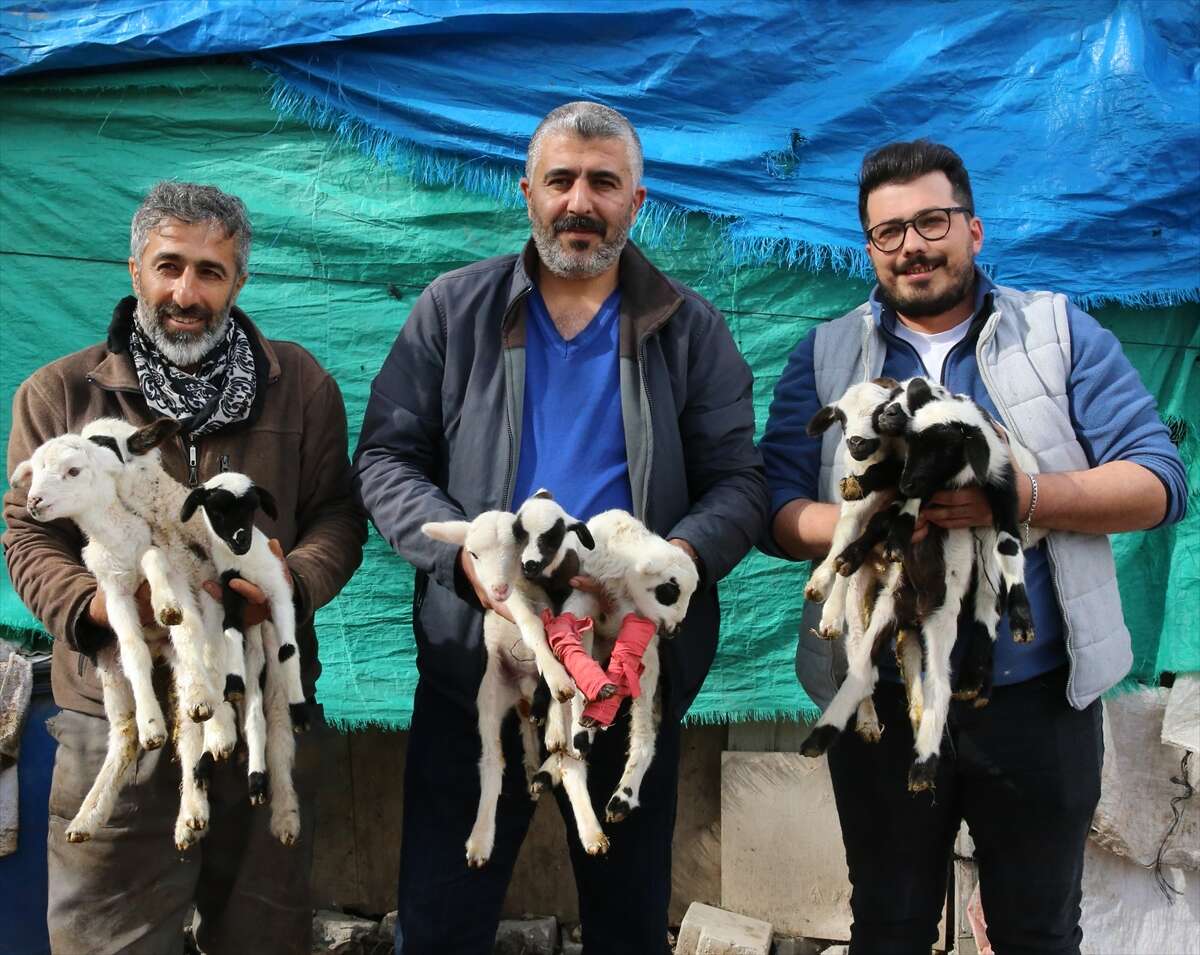 sakiz-koyunu-9-dogurdu-besici-de-inanamadi