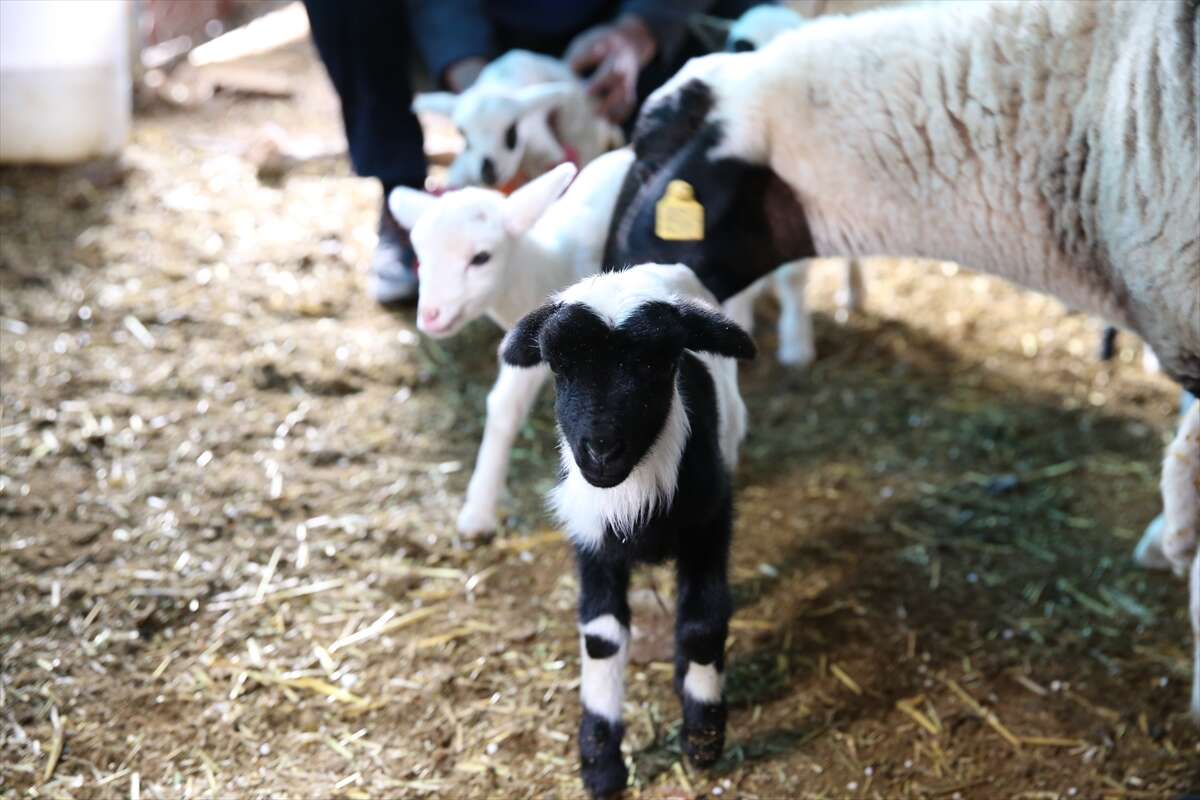 sakiz-koyunu-9-dogurdu-besici-de-inanamadi