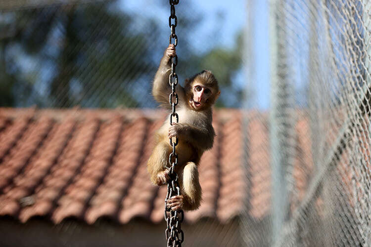 uyusturucu-operasyonunda-kurtarildi-portakal-artik-yetimler-barinaginda