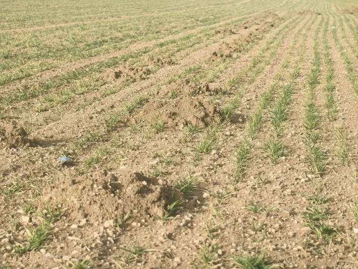 konyadaki-ekili-alanlarda-ciftciyi-endiselendiren-gelisme