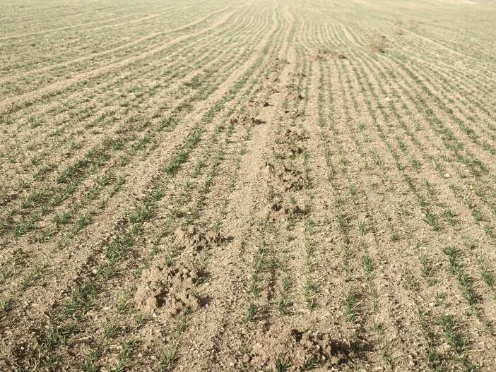 konyadaki-ekili-alanlarda-ciftciyi-endiselendiren-gelisme