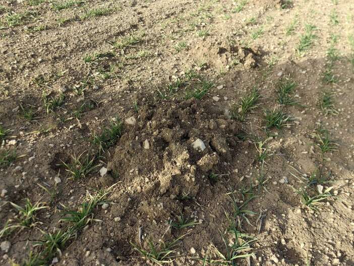 konyadaki-ekili-alanlarda-ciftciyi-endiselendiren-gelisme