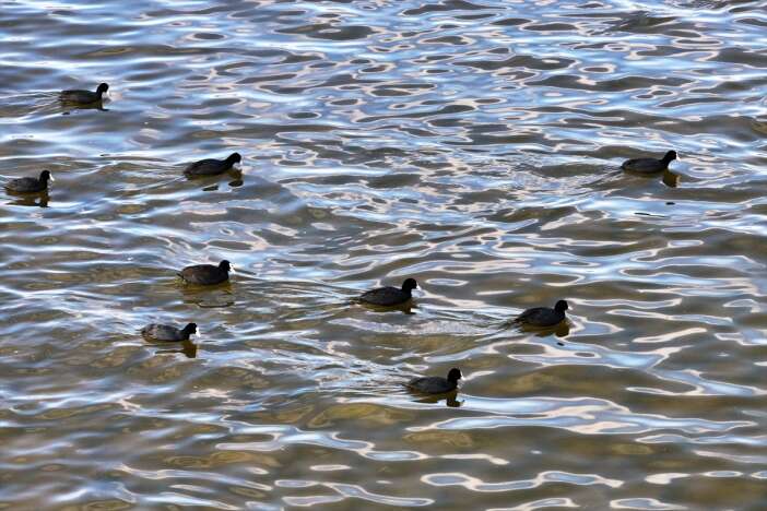 konyada-kurakligin-oldurdugu-cavuscu-golu-hayata-geri-dondu