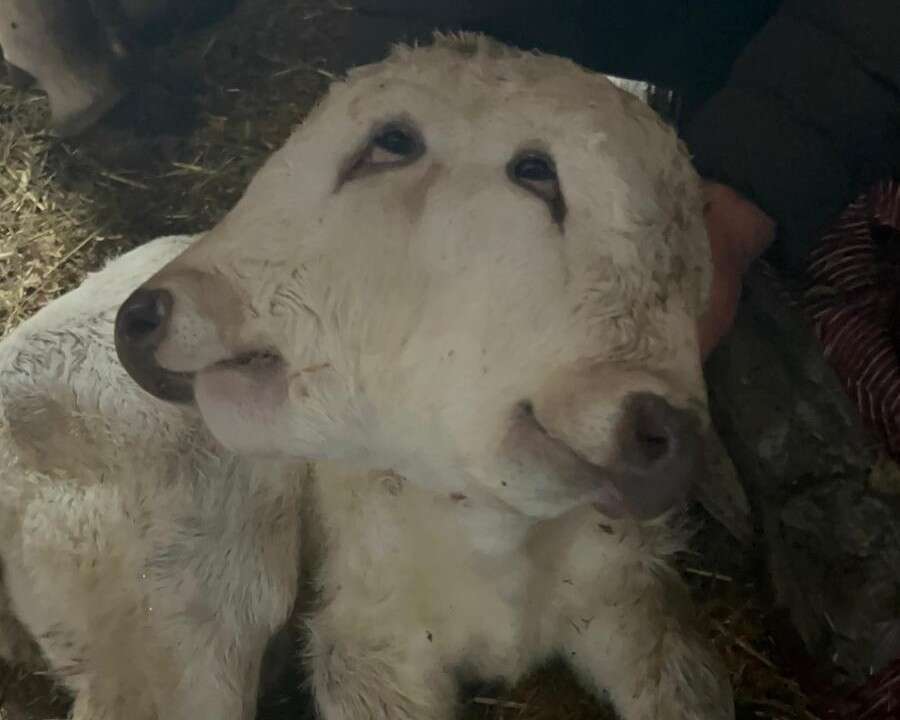 cift-basli-dogan-buzagi-gorenleri-sasirtti