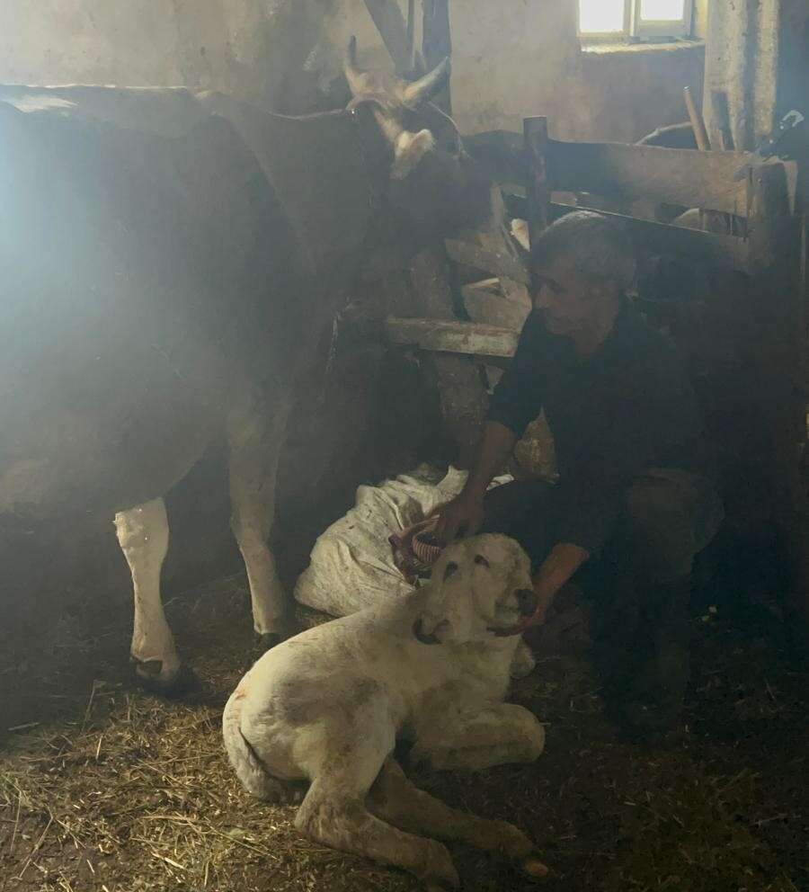 cift-basli-dogan-buzagi-gorenleri-sasirtti