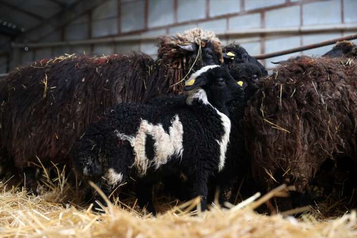 nesli-tukeniyordu-simdi-konyada-yasatiliyor