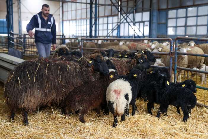 nesli-tukeniyordu-simdi-konyada-yasatiliyor