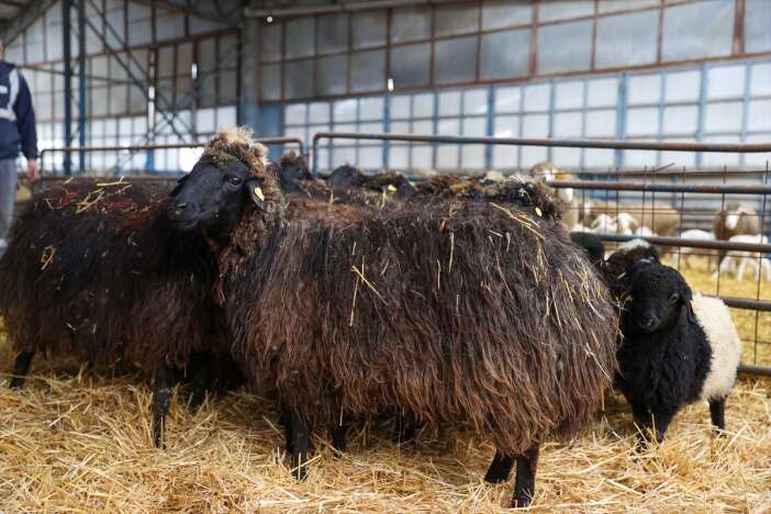 nesli-tukeniyordu-simdi-konyada-yasatiliyor