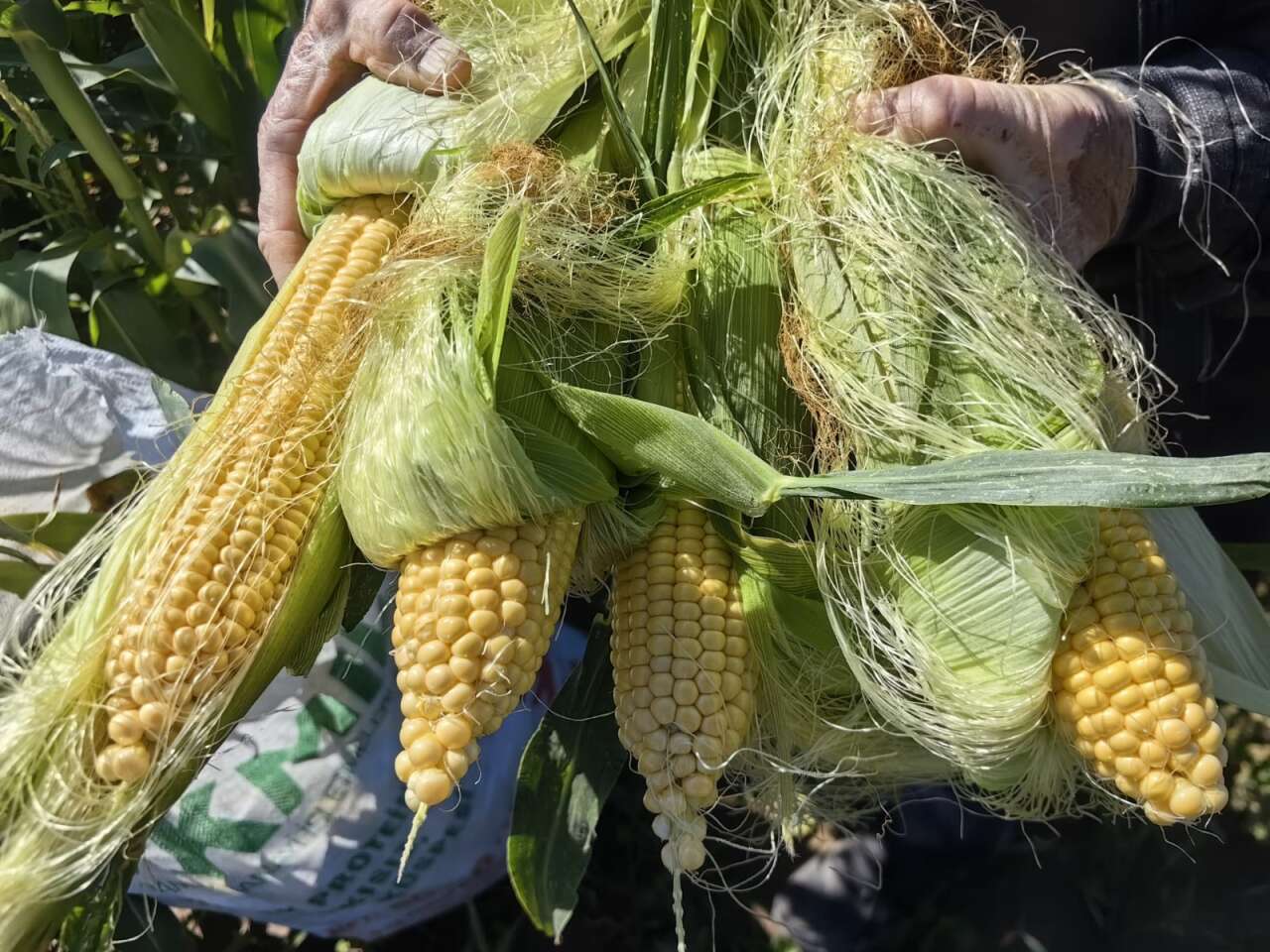 konya-ciftcisi-bu-yil-kendini-garantiye-aliyor