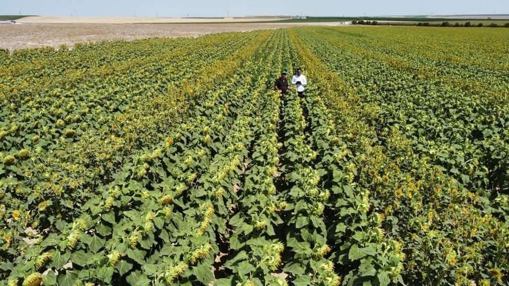 konya-ciftcisi-bu-yil-kendini-garantiye-aliyor