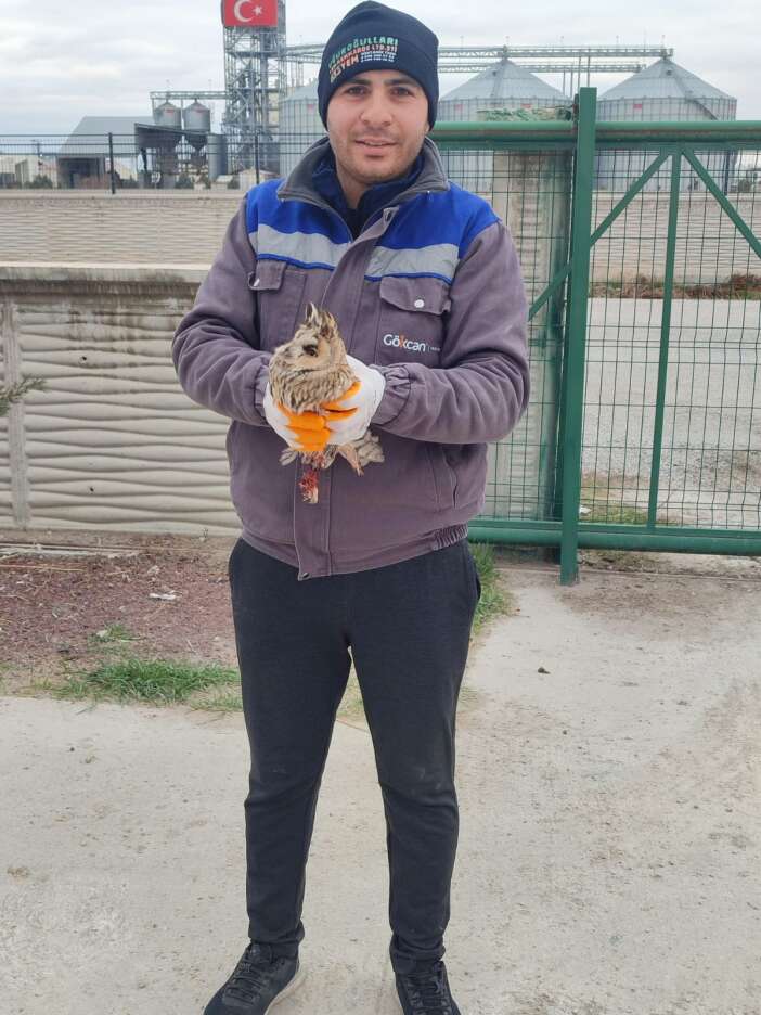 konyada-ayaklari-kirik-halde-bulunan-baykus-tedaviye-alindi