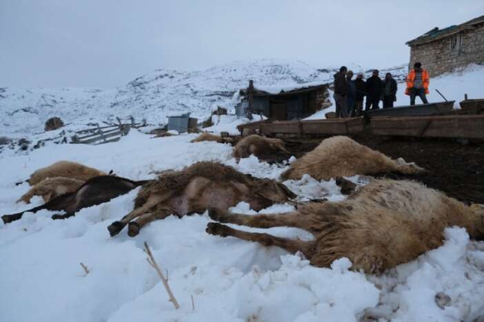 yemi-yiyen-koyunlar-dusup-oldu