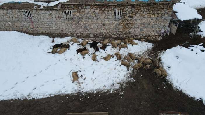 yemi-yiyen-koyunlar-dusup-oldu