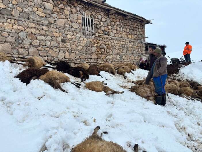 yemi-yiyen-koyunlar-dusup-oldu