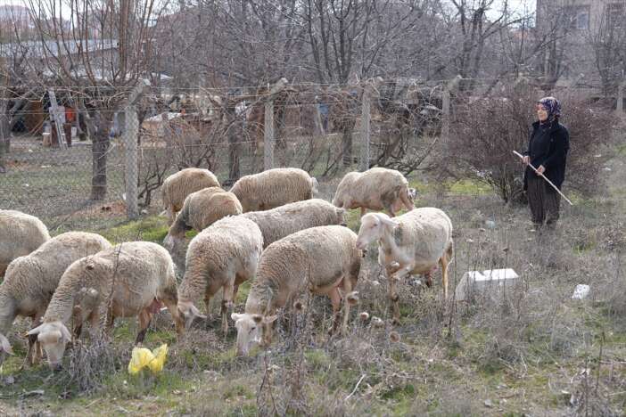 3-koyunla-basladigi-isin-patronu-oldu