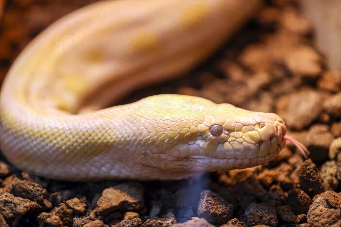 konyadaki-bu-yilanlar-renkleri-ve-gozleriyle-dikkati-cekiyor