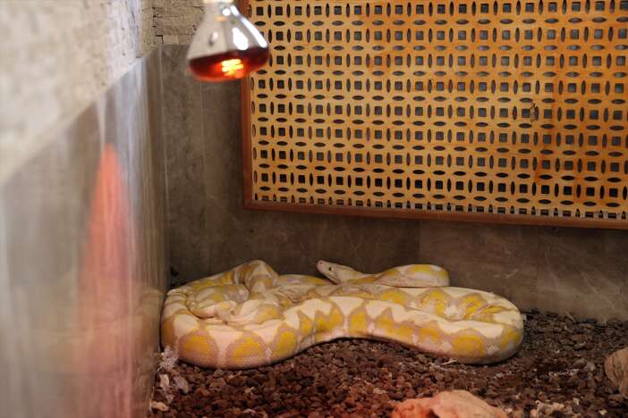 konyadaki-bu-yilanlar-renkleri-ve-gozleriyle-dikkati-cekiyor