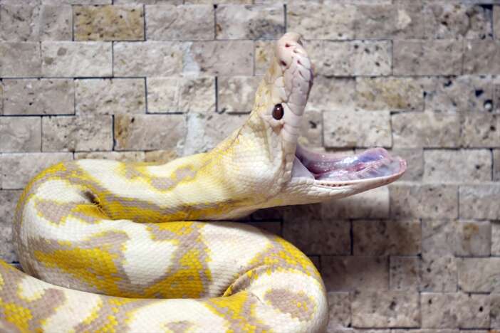 konyadaki-bu-yilanlar-renkleri-ve-gozleriyle-dikkati-cekiyor