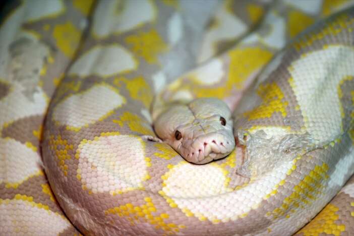 konyadaki-bu-yilanlar-renkleri-ve-gozleriyle-dikkati-cekiyor