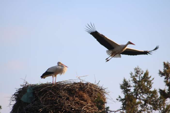 baharin-habercileri-konyaya-gelmeye-basladi