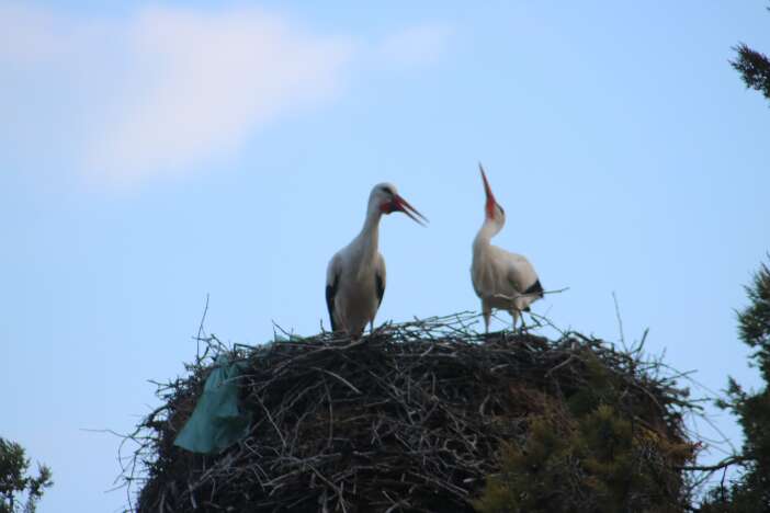 baharin-habercileri-konyaya-gelmeye-basladi