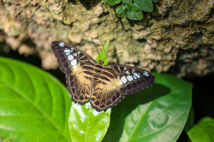 konya-tropikal-kelebek-bahcesi-bayramda-acik-olacak