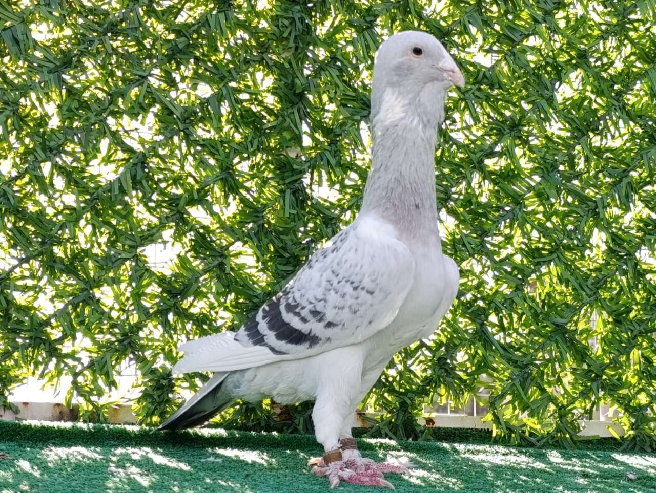 memurlugu-birakip-bu-ise-basladi-bir-tanesini-otomobil-fiyatina-satiyor