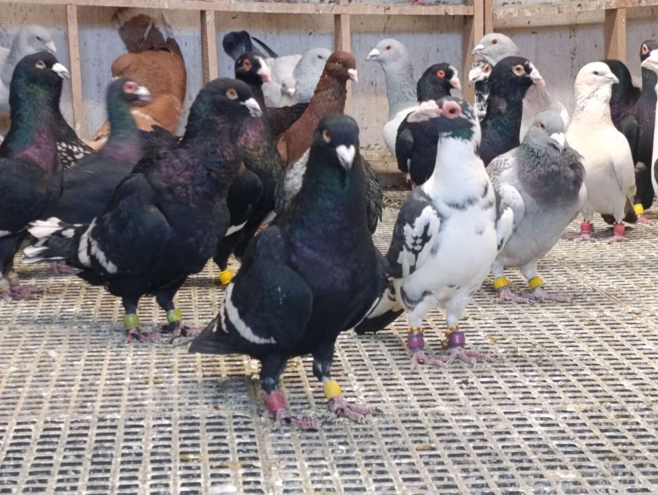 memurlugu-birakip-bu-ise-basladi-bir-tanesini-otomobil-fiyatina-satiyor