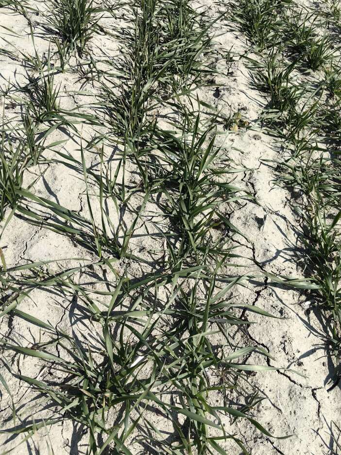 konyada-uzman-isim-diken-ustundeki-ciftciye-onemli-tarihi-verdi