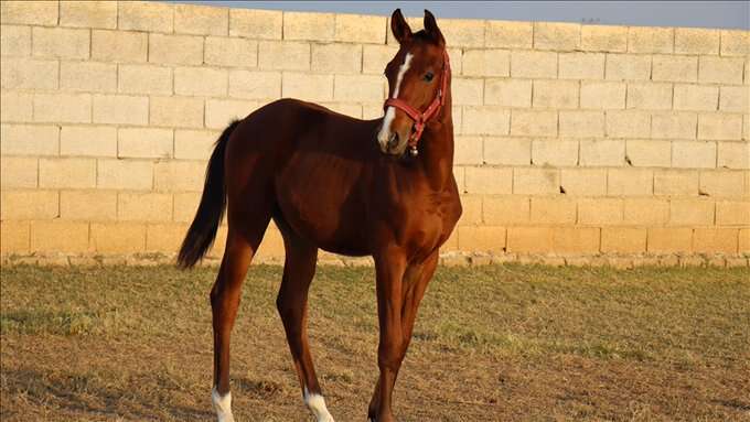 sampiyon-yaris-atinin-eti-asevindeki-kavurmada-cikti