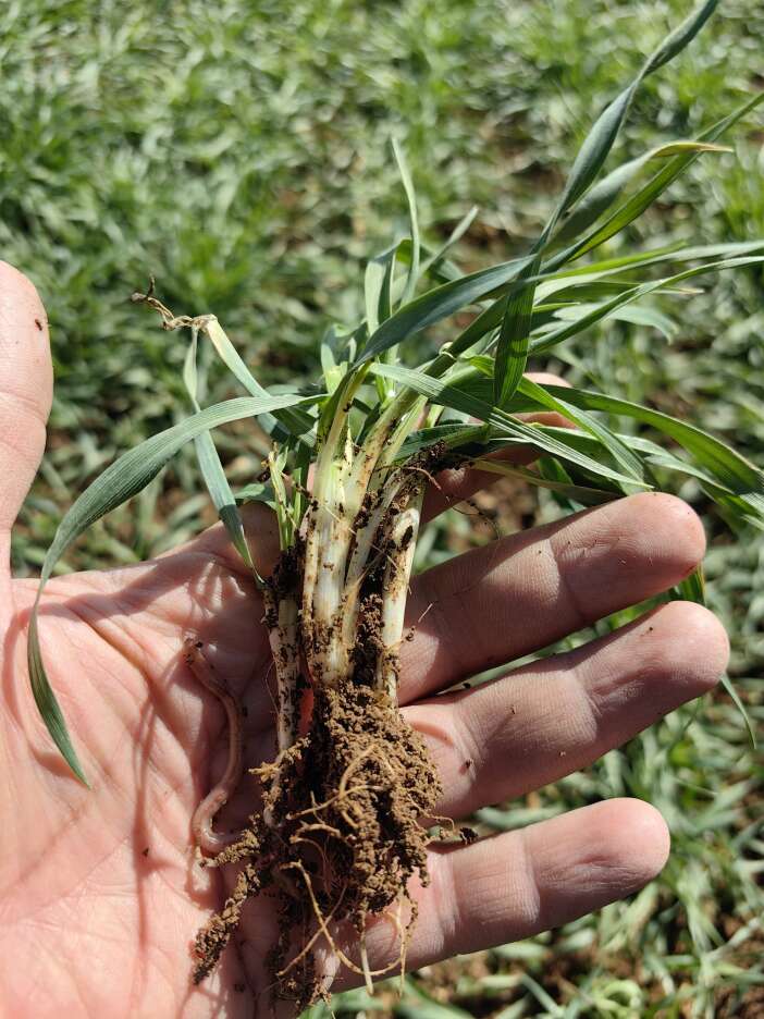 konya-ovasinda-yagislar-sulamayi-bir-ay-erteledi