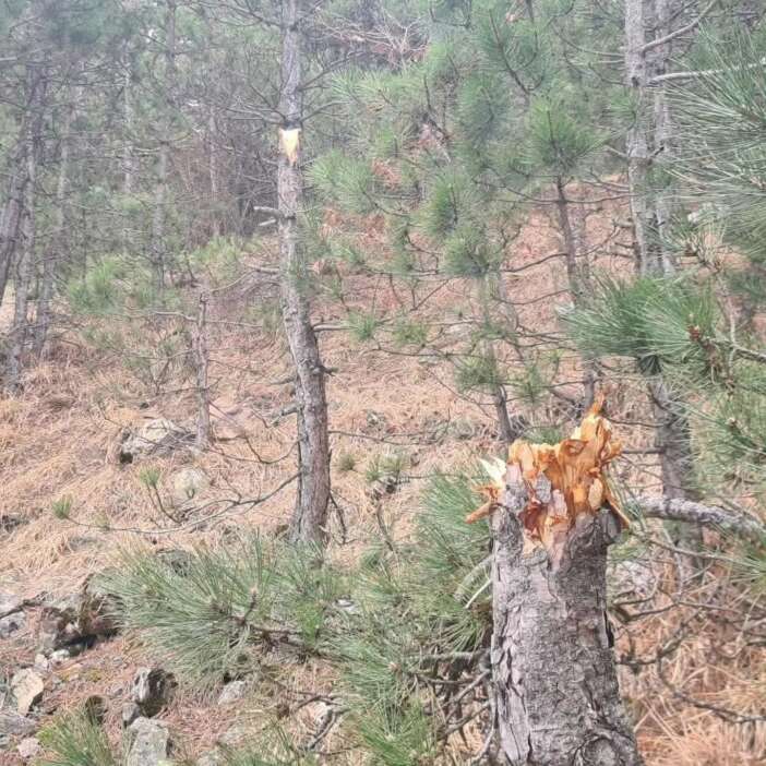 konyada-doga-katliami