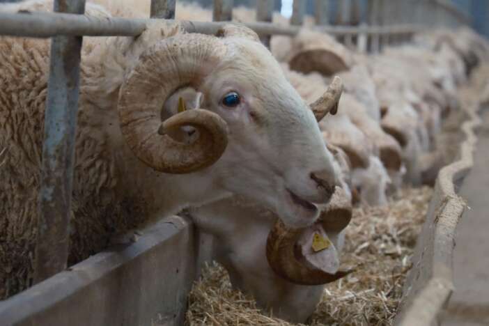 turkiyenin-en-degerli-koclari-icin-rekor-fiyatli-satis-heyecani