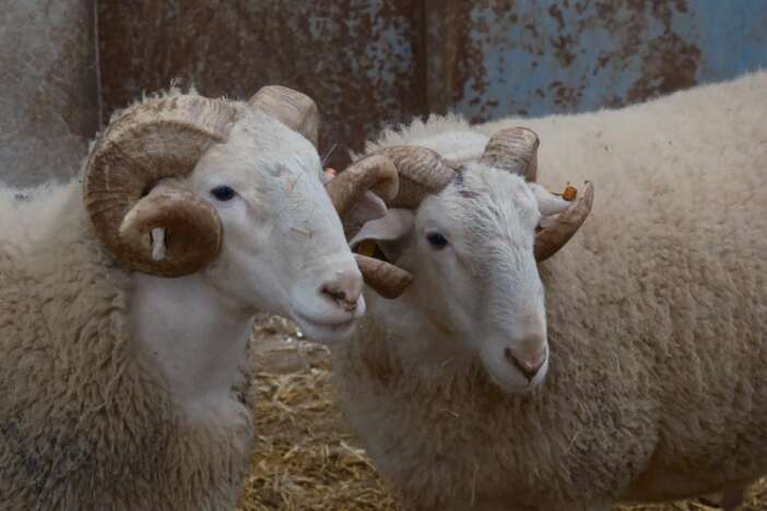 turkiyenin-en-degerli-koclari-icin-rekor-fiyatli-satis-heyecani