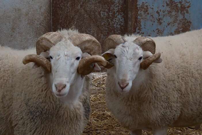 turkiyenin-en-degerli-koclari-icin-rekor-fiyatli-satis-heyecani