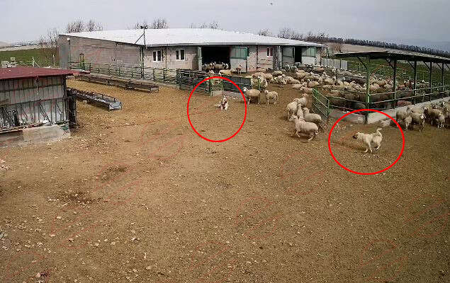 konyada-sokak-kopegi-koyunlara-saldirdi-coban-kopegi-yattigi-yerden-izledi-1
