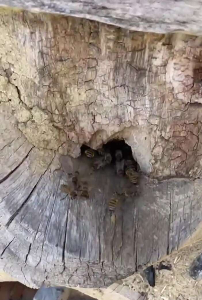 konyada-aricilik-sezonu-basladi