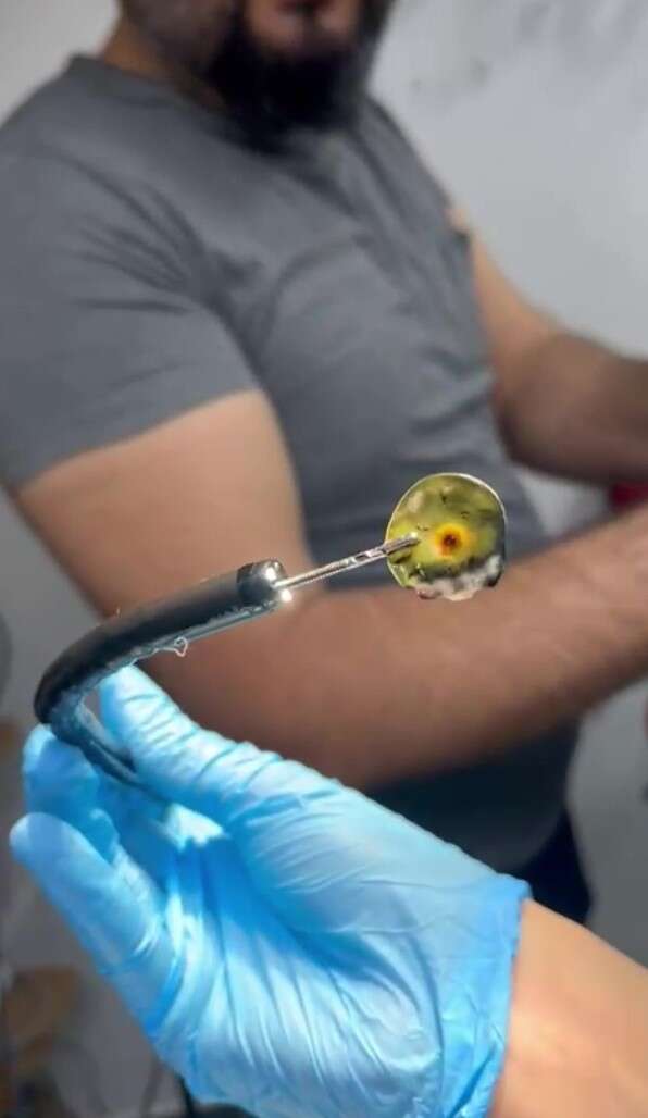 4-yildir-kusan-kedinin-sorunu-ortaya-cikti