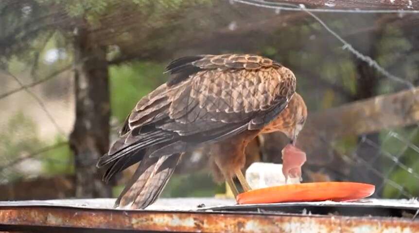 konyada-tedavi-edilen-yaban-hayvanlari-yeniden-dogal-yasamina-donuyor