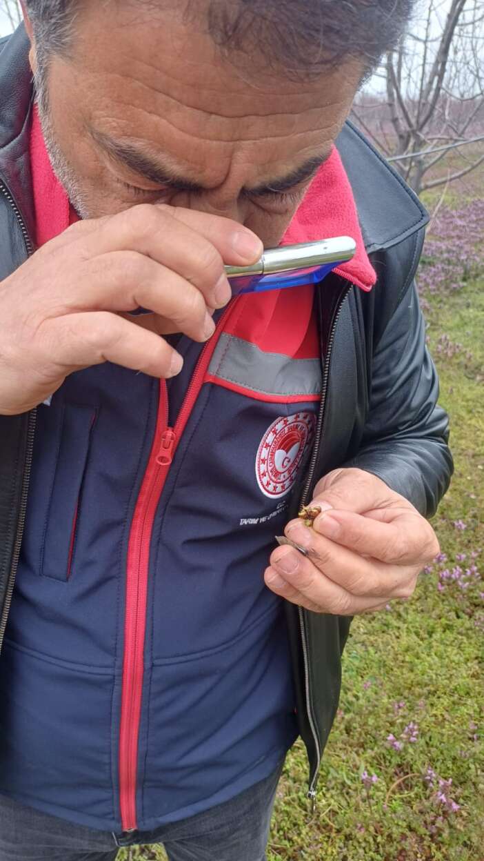 gecen-yil-don-vuran-konyadaki-meyve-bahcelerinde-ilkbahar-mesaisi-basladi