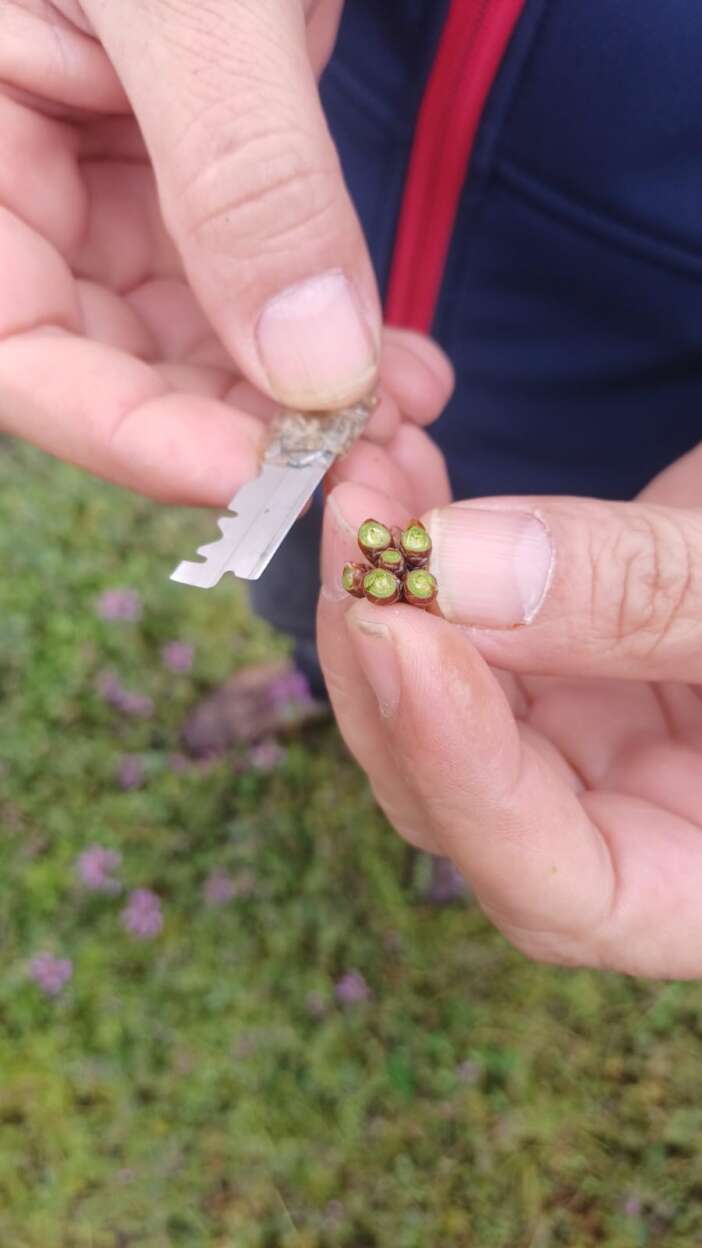 gecen-yil-don-vuran-konyadaki-meyve-bahcelerinde-ilkbahar-mesaisi-basladi