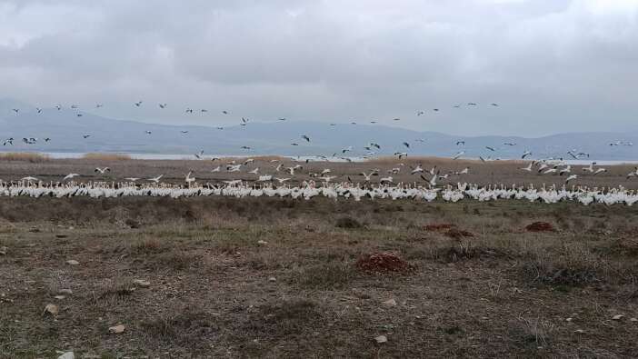 konyada-son-yagislarla-can-bulan-cavuscugolde-ekolojik-hareketlilik-basladi