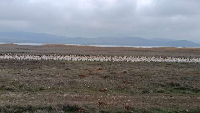 konyada-son-yagislarla-can-bulan-cavuscugolde-ekolojik-hareketlilik-basladi